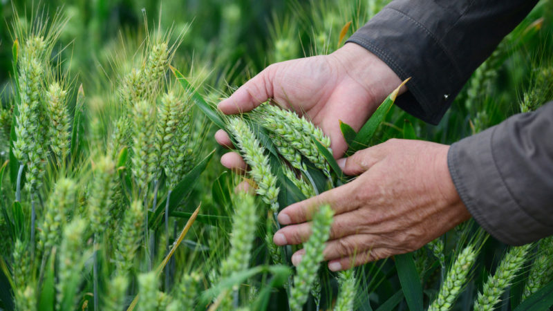 Pronostican una producción de trigo de 19 millones de toneladas