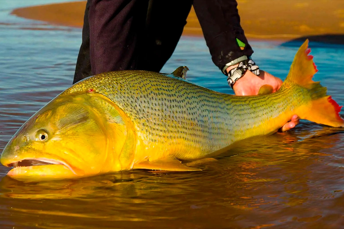 Entre Ríos busca declarar al Dorado de interés turístico y prohibir su pesca comercial