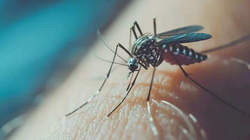 Dengue: las condiciones climáticas podrían provocar un aumento de casos en Argentina